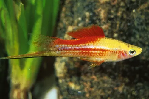 Pineapple Candy Swordtail
