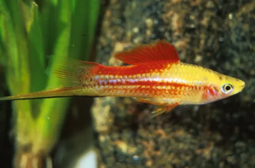 * Pineapple Swordtail *PLEASE CONTACT FOR AVAILABILITY BEFORE ORDERING *LOCAL ONLY, NO OUT OF STATE SHIPPING