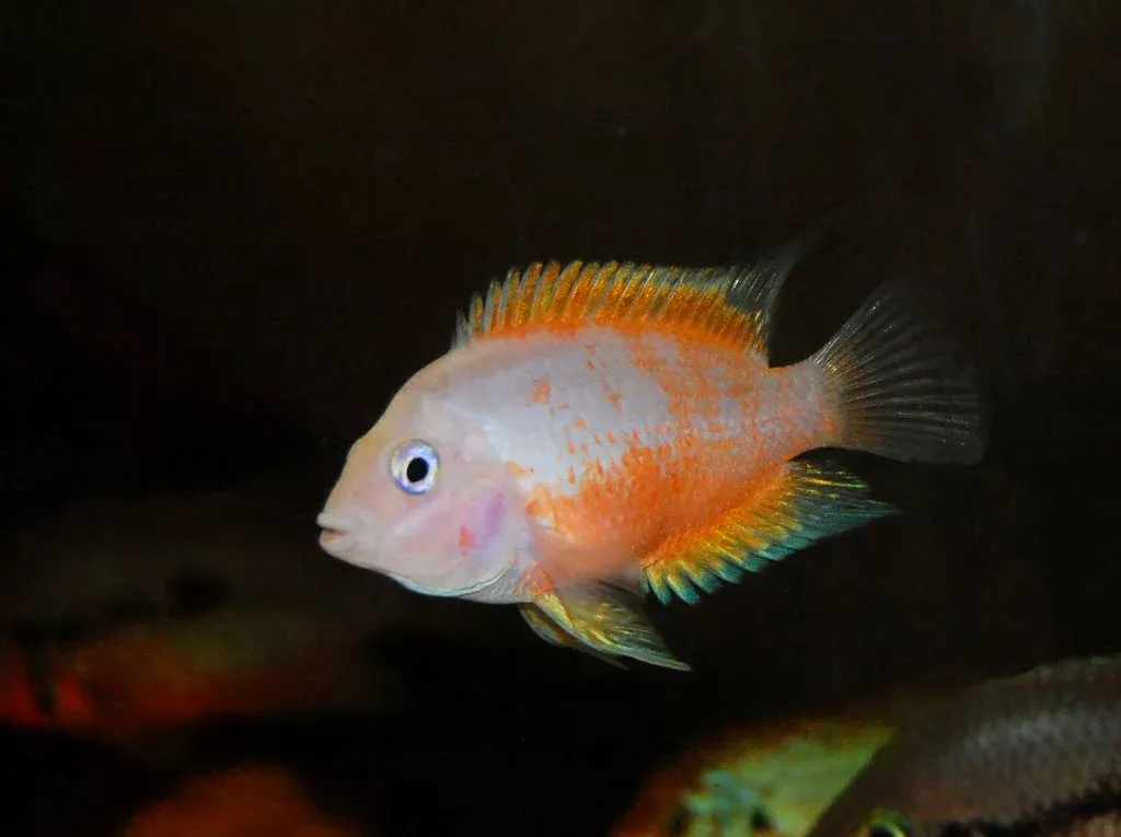 Pink Convict Cichlid