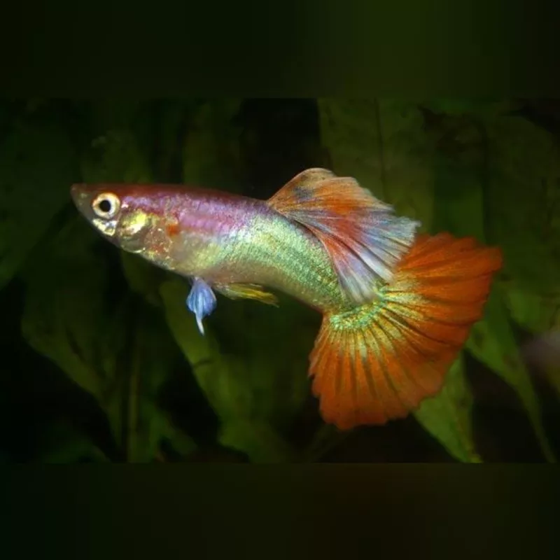 Pink Flamingo Breeding Pair