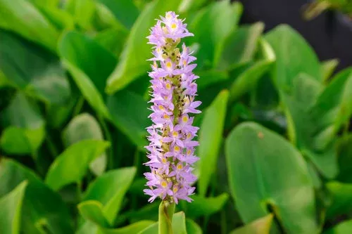 Pink Pickerel Rush