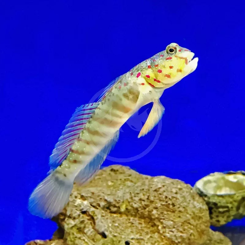 Pink-speckled shrimp Goby