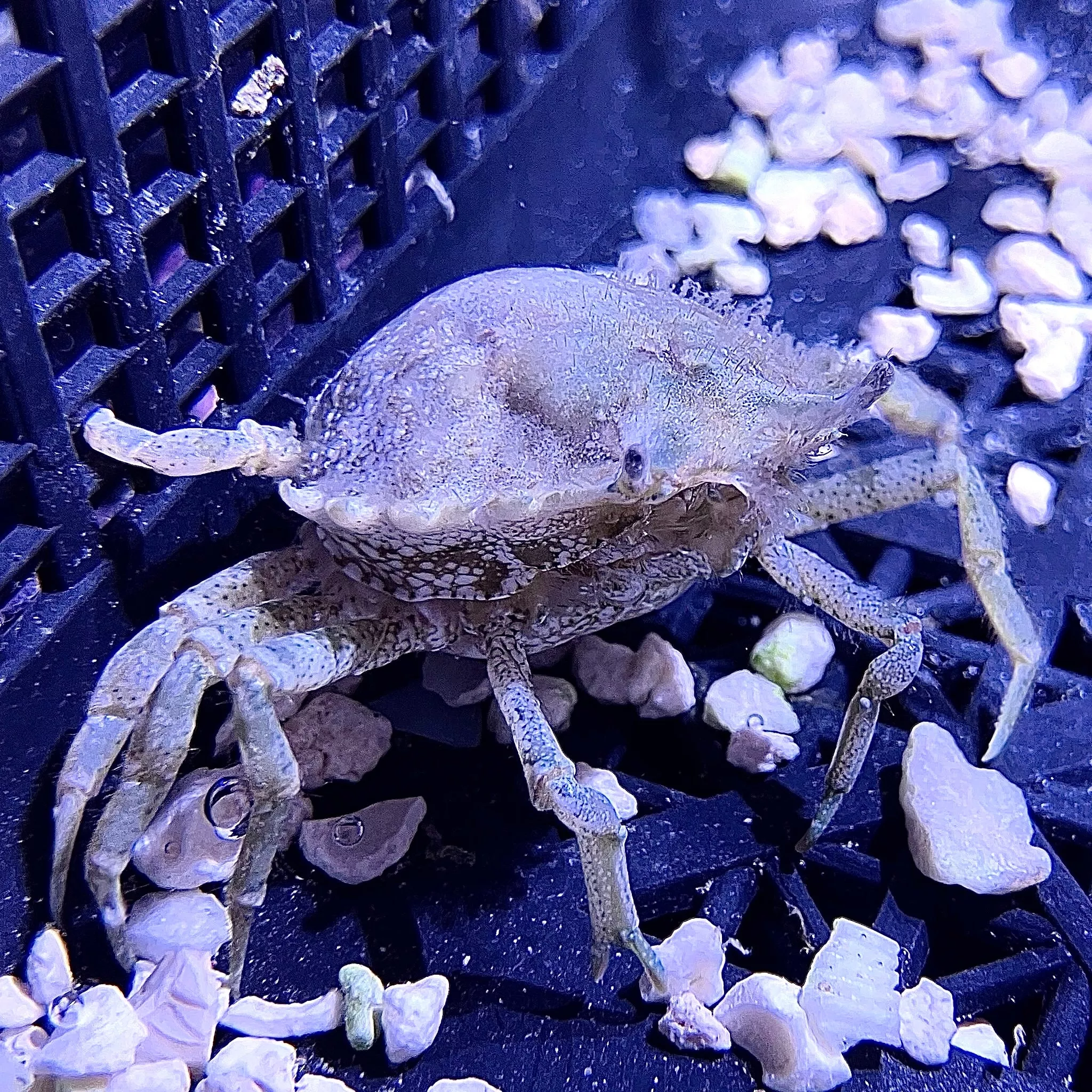Pitho Crab