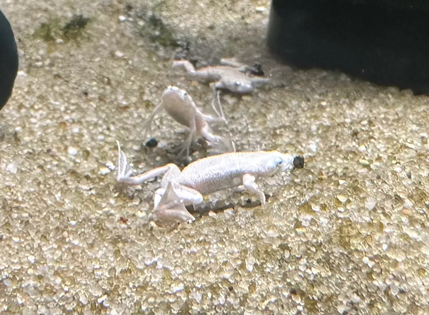 Platinum African Dwarf Frog