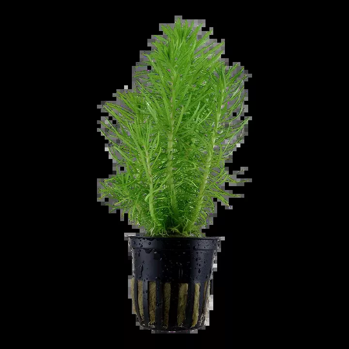 Pogostemon deccanensis erectus by Tropica