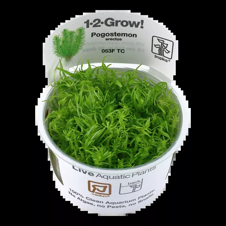 Pogostemon erectus deccanensis TC by Tropica