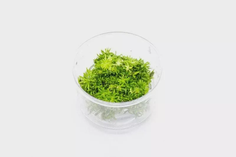 Pogostemon Erectus — Tissue Culture