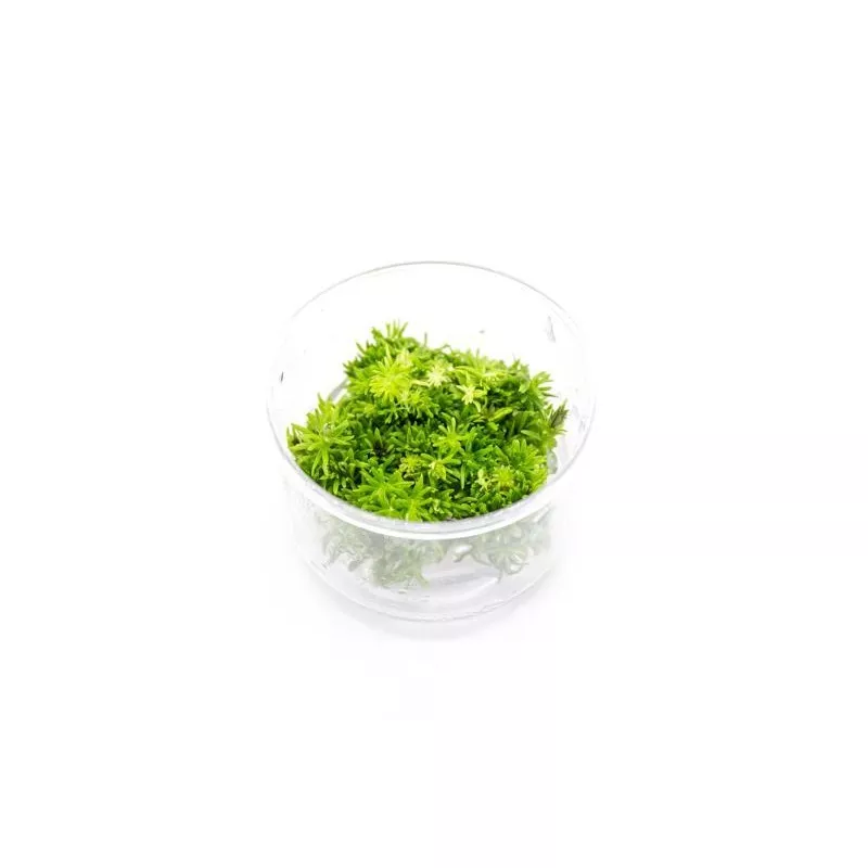 Pogostemon Erectus UNS Tissue Culture