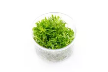 Pogostemon Helferi ‘Downoi’ UNS Tissue Culture