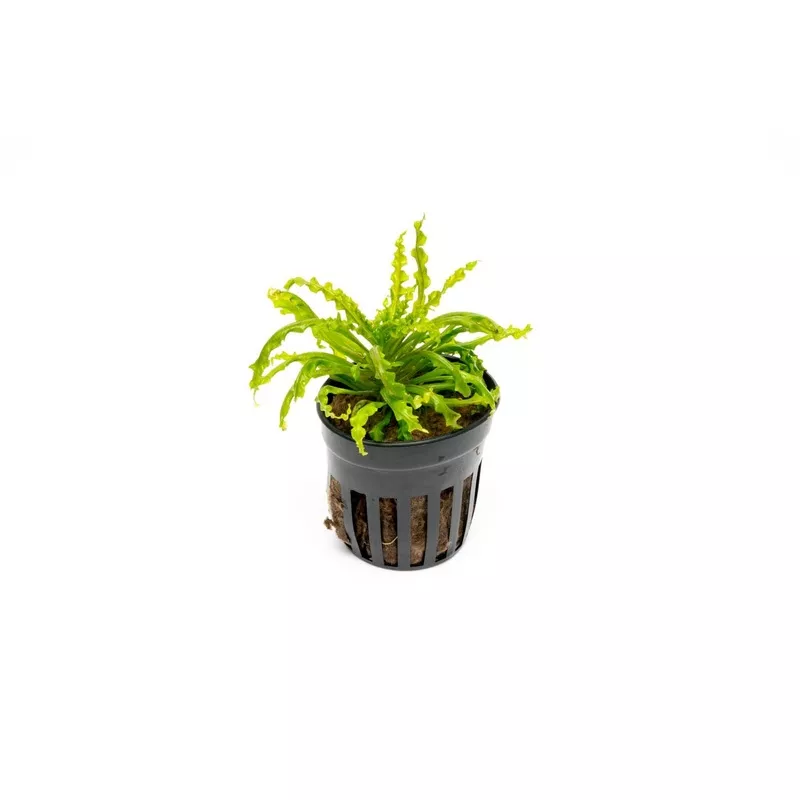Pogostemon Helferi ‘Downoi’