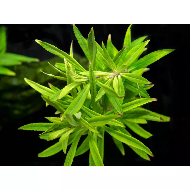 Pogostemon stellatus, Bunch