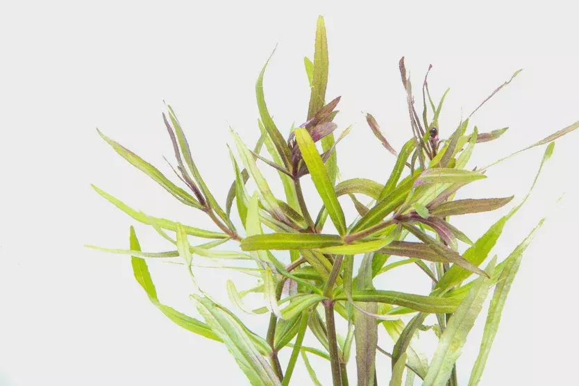Pogostemon Stellatus (Eusteralis Stellata) — Bunch