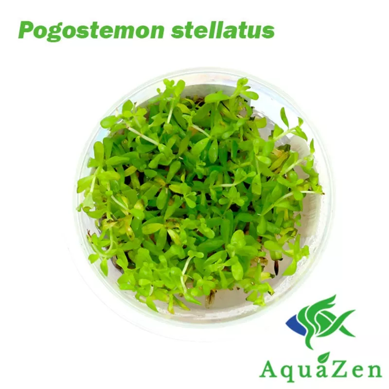 Pogostemon stellatus ‘Octopus’ – Tissue Culture