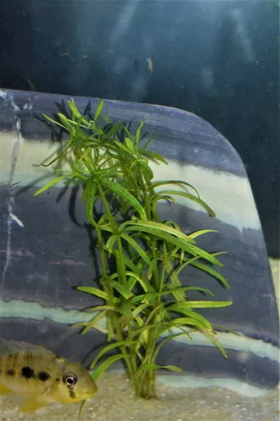 Pogostemon Stellatus Octopus