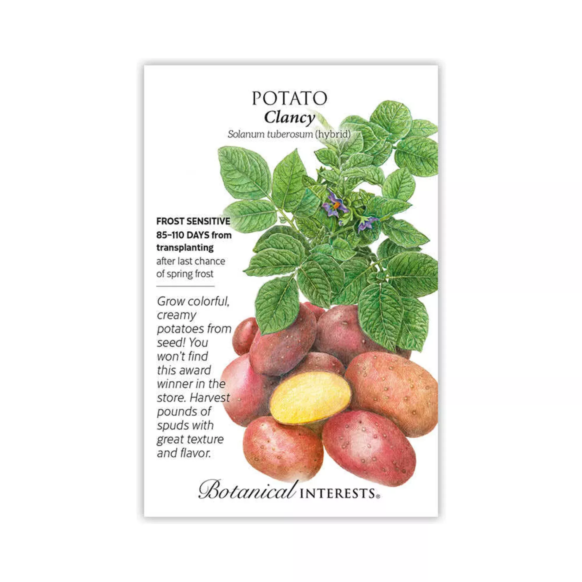 Potato Clancy hybrid