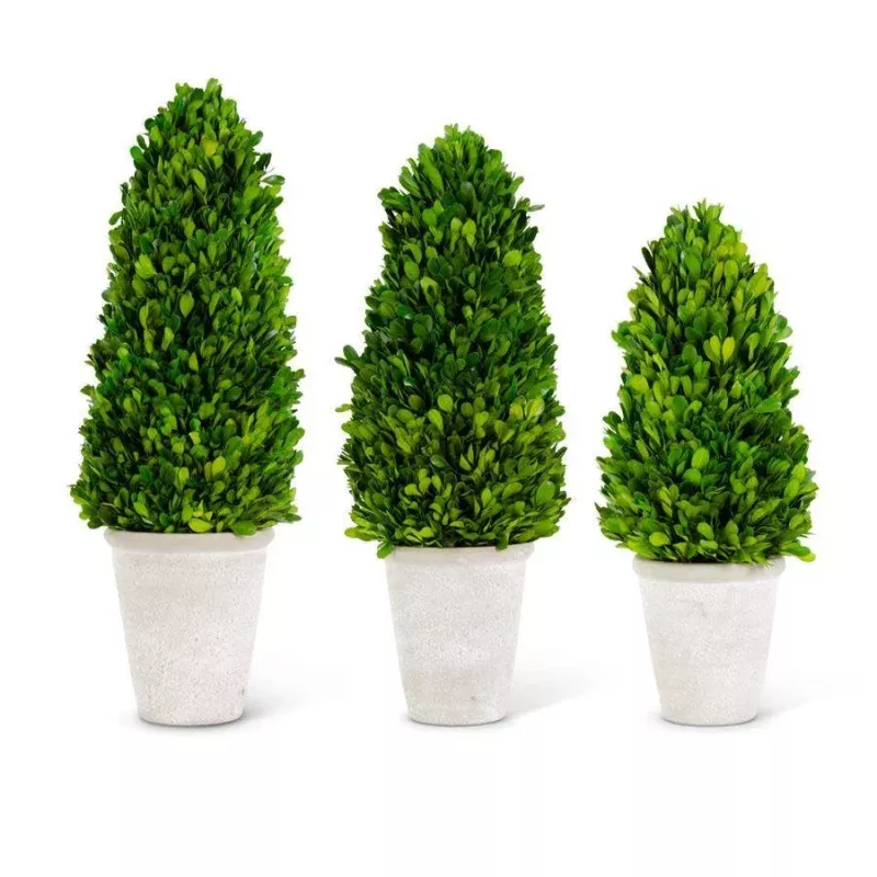 Preserved Boxwood Cone Tree in Whitewashed Pot