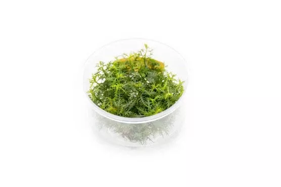Proserpinaca Palustris (Mermaid Weed) — Tissue Culture