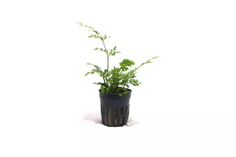 Pteris Ensiformis (Sword Brake Fern)