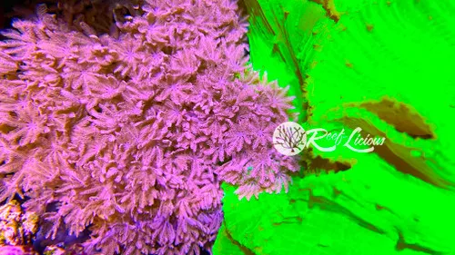 # Pulsing Xenia