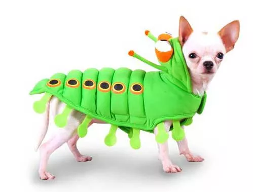 Puppe Love Pet Costumes – Caterpillar – Size 5