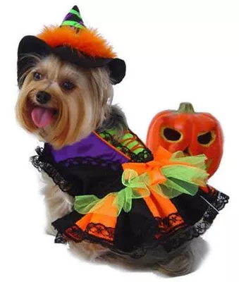 Puppe Love Pet Costumes – Neon Witch – Size 2