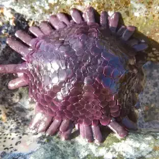 Purple Armored Urchin