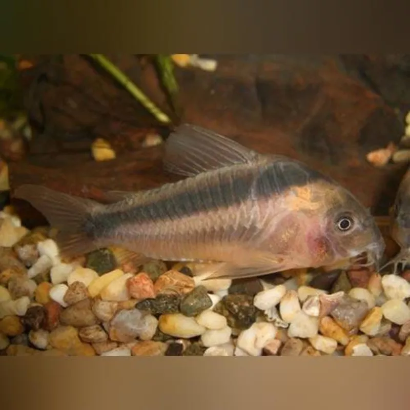 Rabauti Corydora