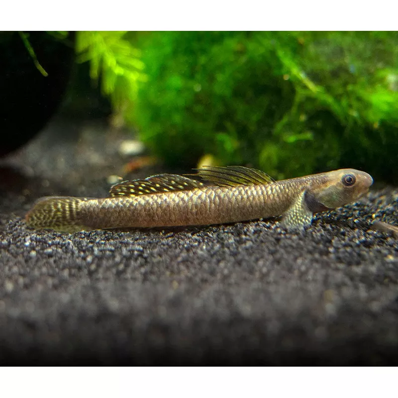 Rainbow Stiphodon Goby (Stiphodon ornatus)