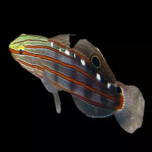 Rainford Goby