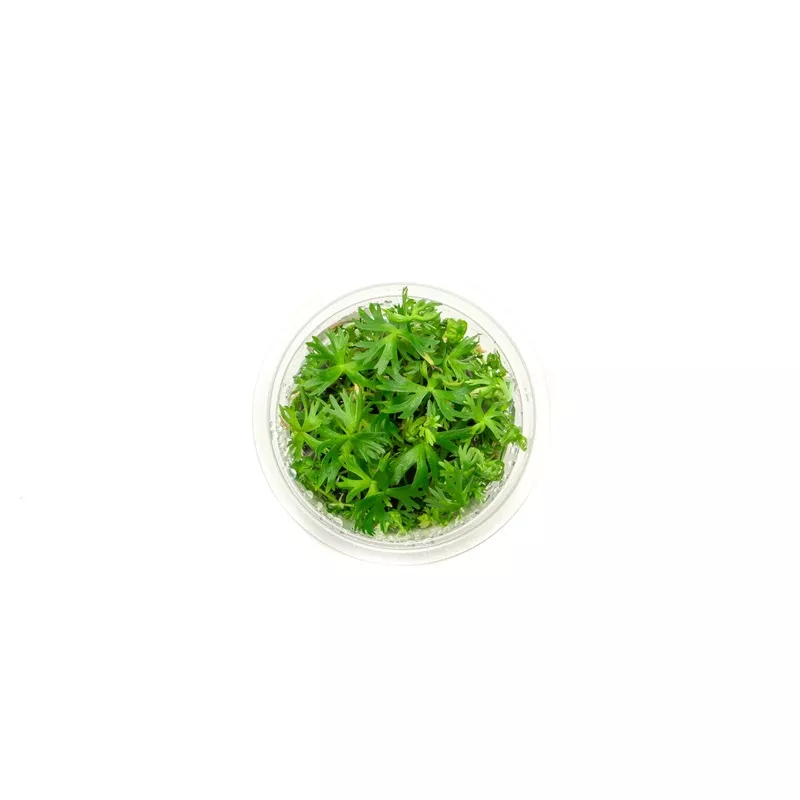 Ranunculus Inundatus Aquatic Farmer Tissue Culture