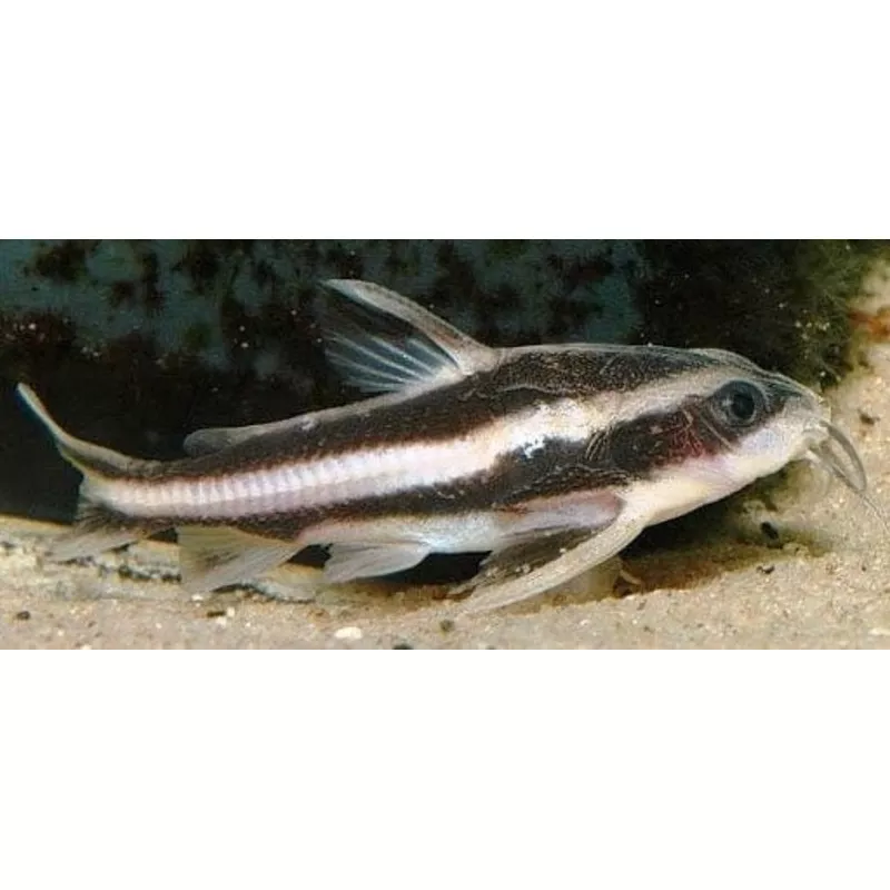 Raphael Catfish