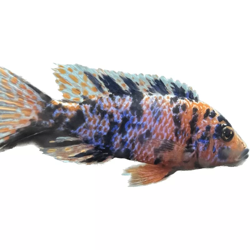 Raspberry OB Peacock Guaranteed Male 5.5-6inches