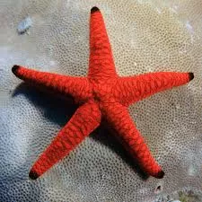 Red and Black Fromia Starfish