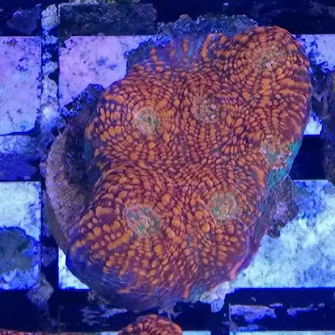 Red Chalice F2