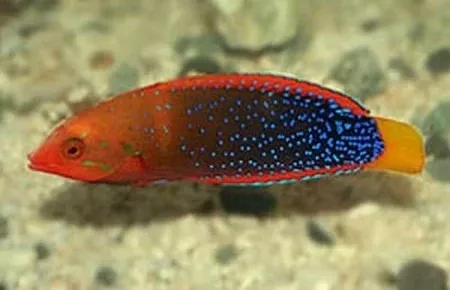 Red Coris Wrasse (Coris gaimard)