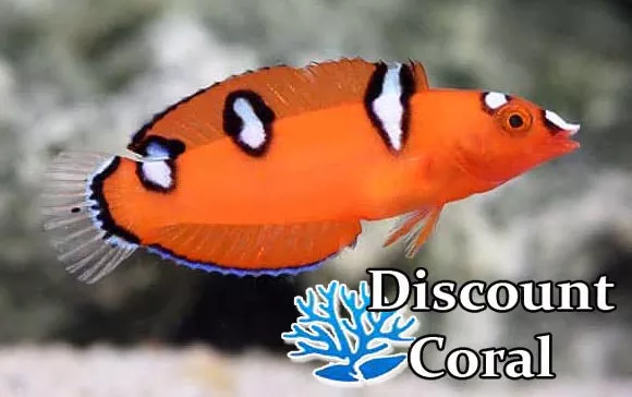 Red Coris Wrasse - Juvenile