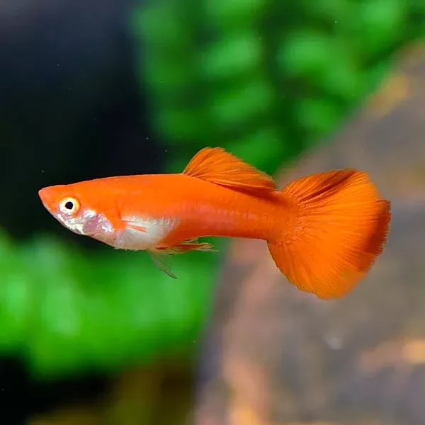 Red Flamingo Guppy - Male