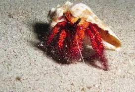 Red Hairy Hermit Crab