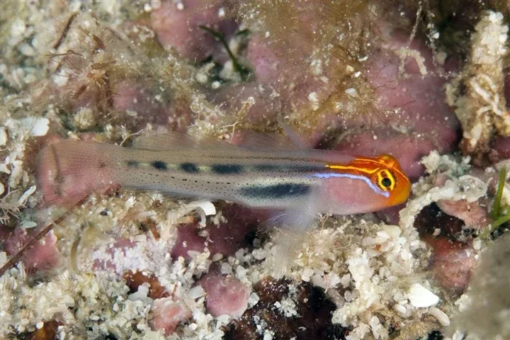 Red Head Goby (Elacatinus puncticulatus)