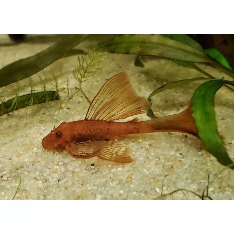 Red Longfin Bristlenose 1.5″