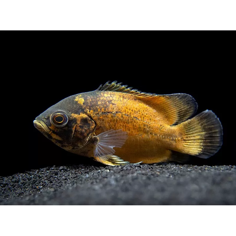 Red Oscar (Astronotus ocellatus), Tank-Bred
