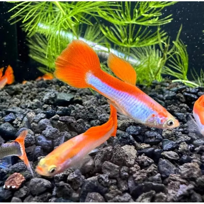 Red Rainbow Guppy Pairs