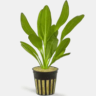 Red Rubin Sword - Echinodorus Red Rubin