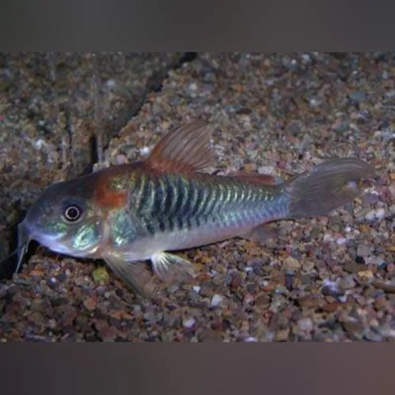 Red Sailfin Corydora