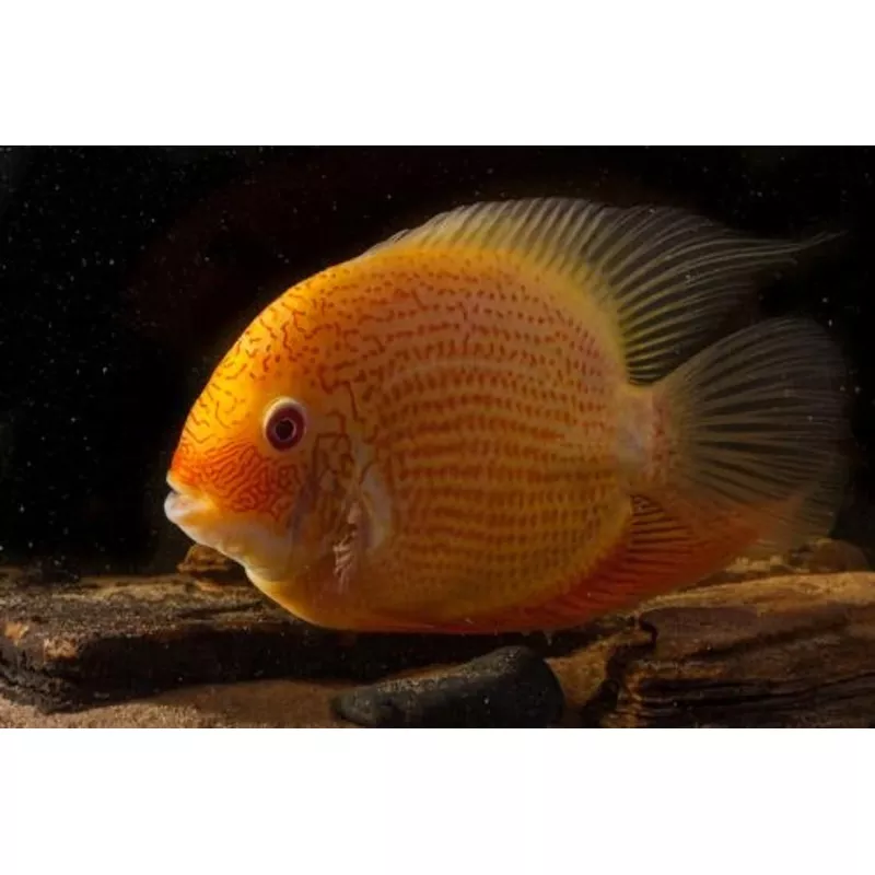 Red Spot Gold Severum Cichlid