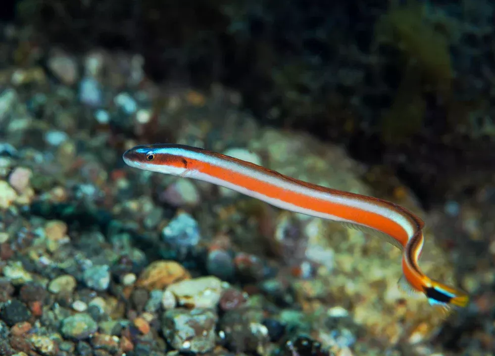 Red Striped Worm Goby