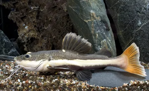 * Redtail Catfish *PLEASE CONTACT FOR AVAILABILITY BEFORE ORDERING *LOCAL ONLY, NO OUT OF STATE SHIPPING