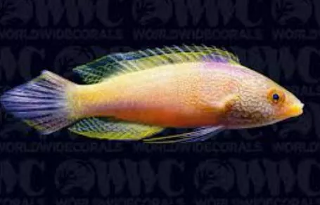 Rhomboid Fairy Wrasse