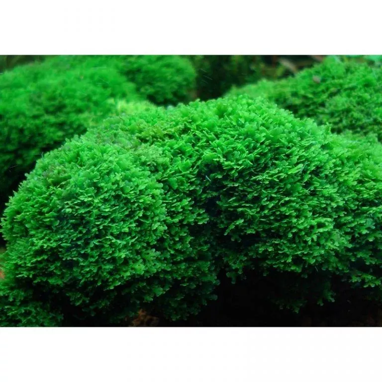 Riccardia Moss (Coral Moss) — Portion