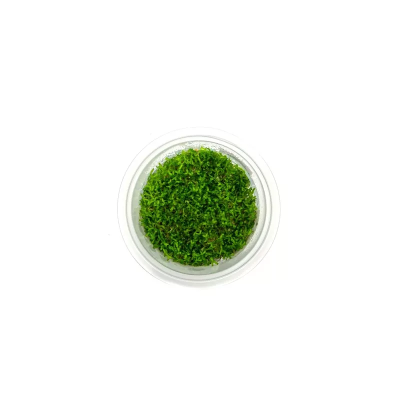 Riccia Fluitans Aquatic Farmer Tissue Culture